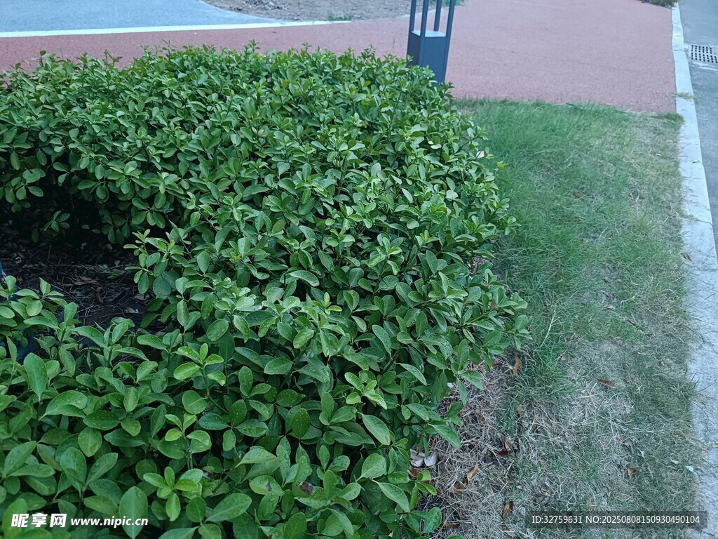路边翠绿灌木丛