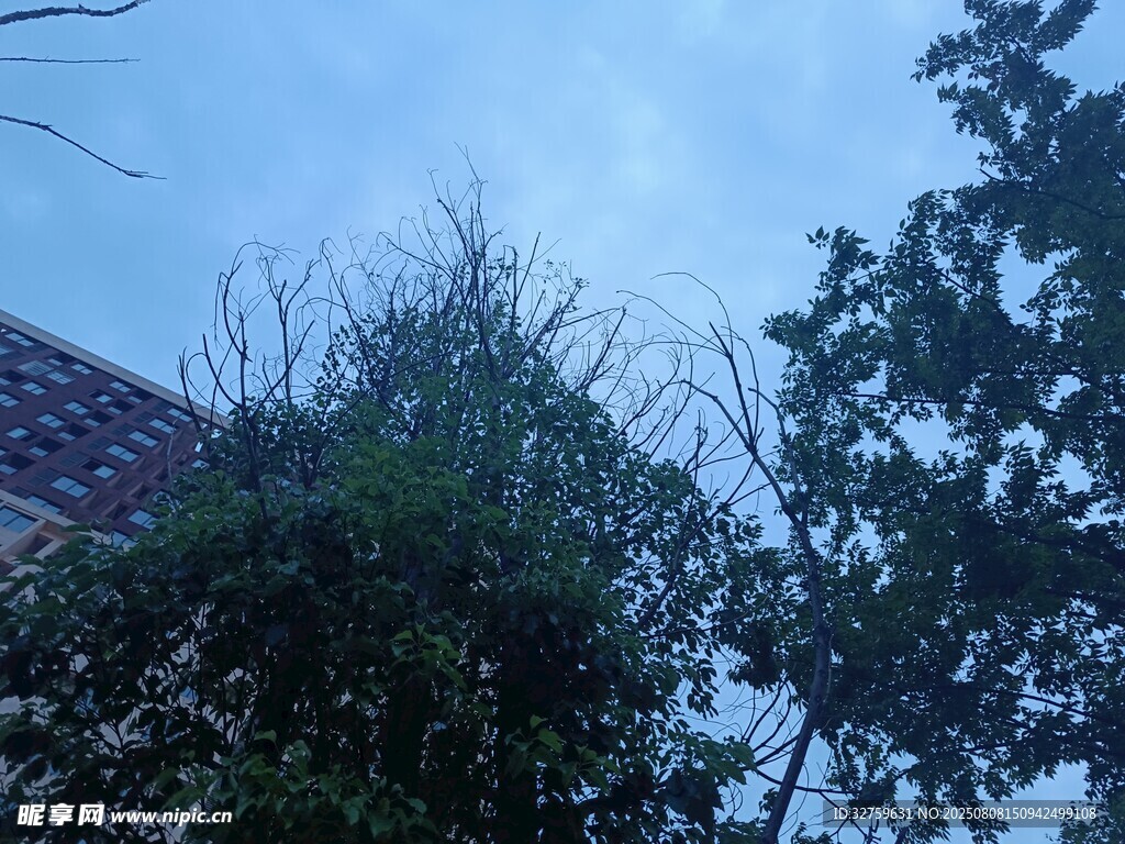 黄昏下的屋顶与繁茂树木