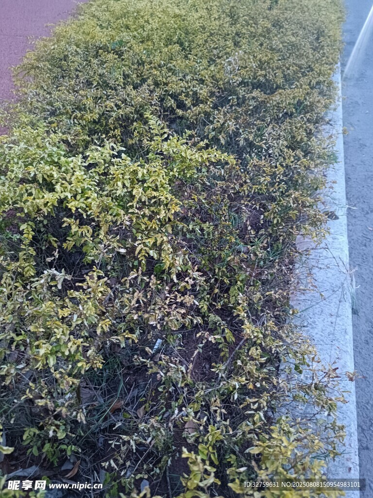 墙边绿植景观