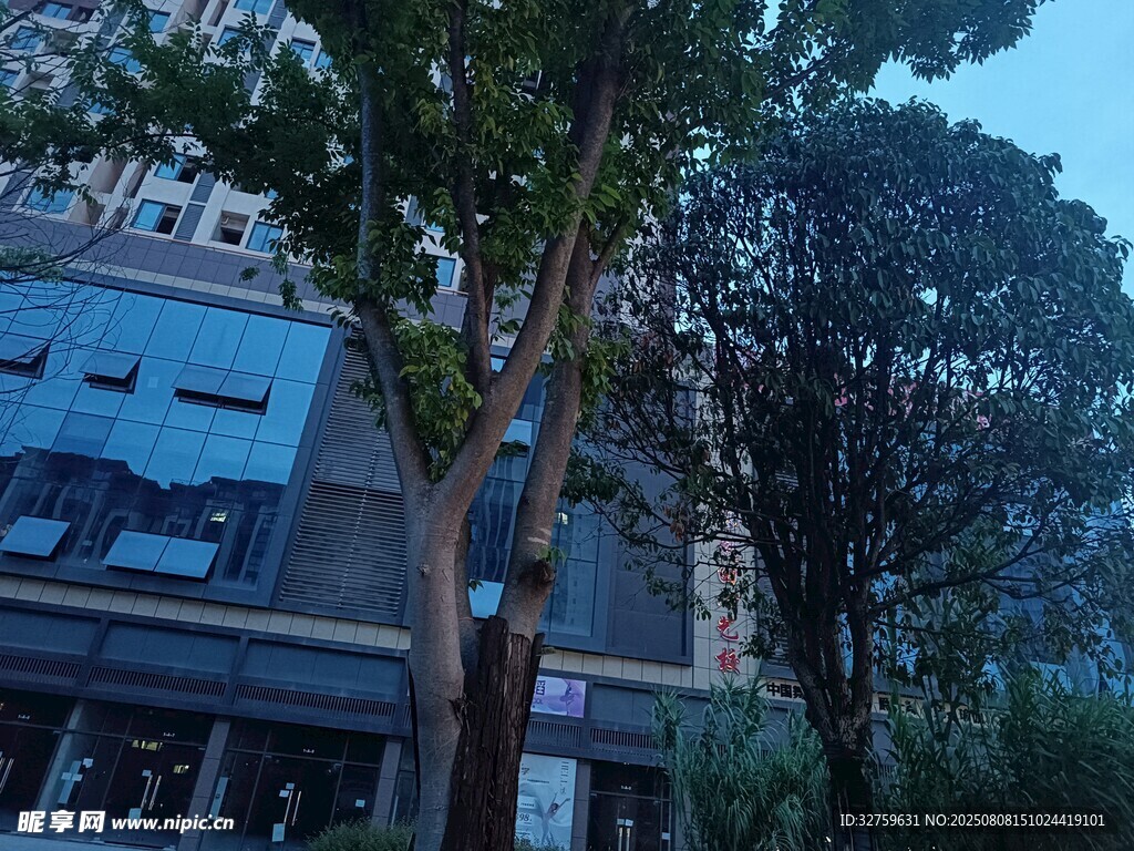 城市中树木与现代建筑景观