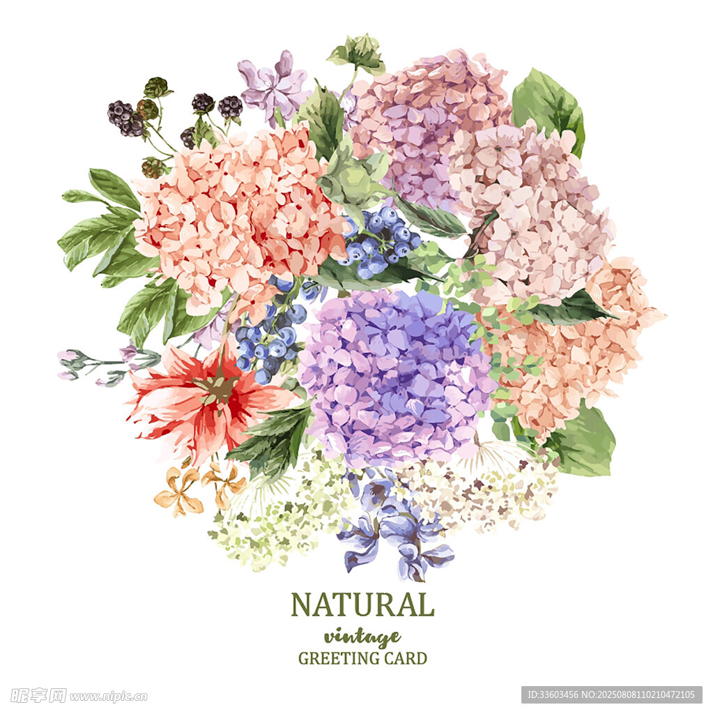缤纷绣球花插画