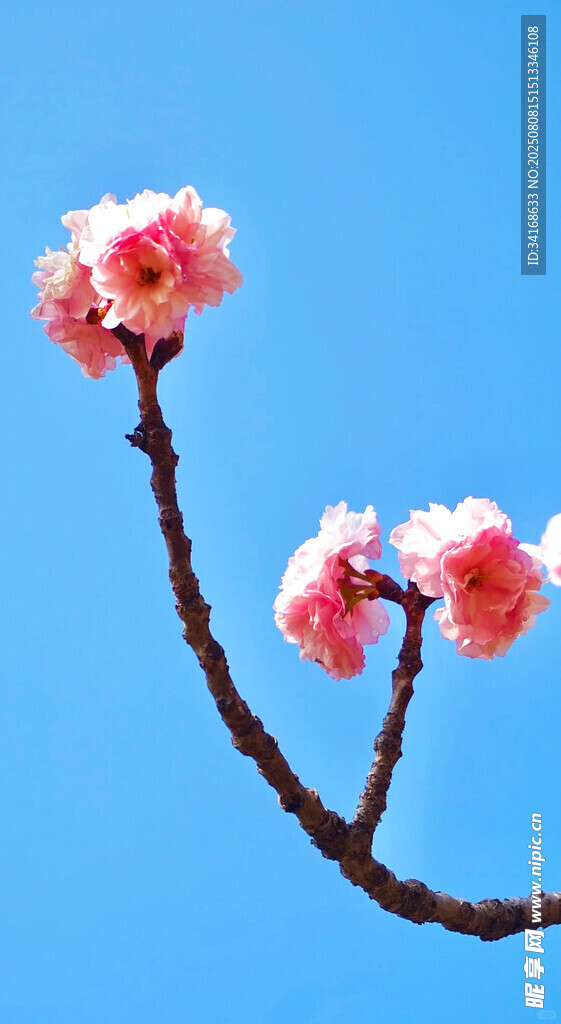 蓝天映衬下的娇艳桃花
