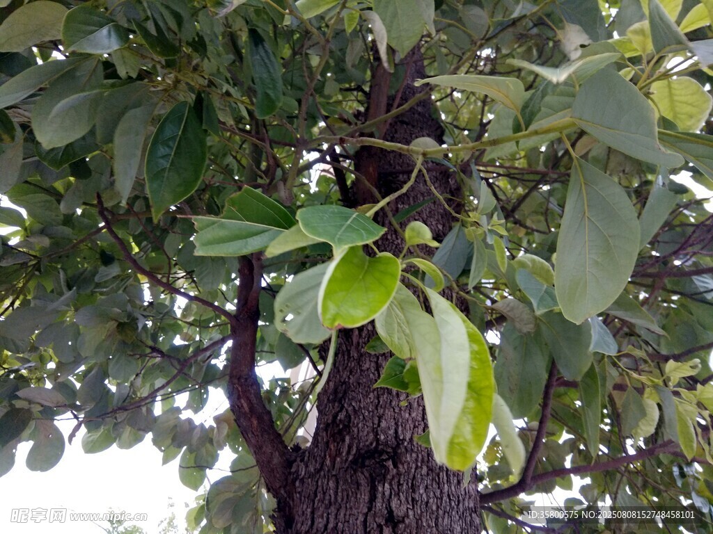 繁茂枝叶下的树干