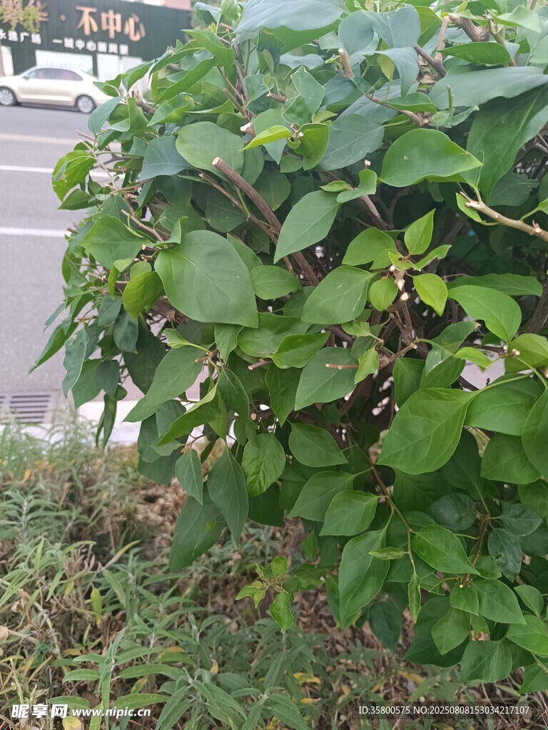 路边生长的绿色灌木植物