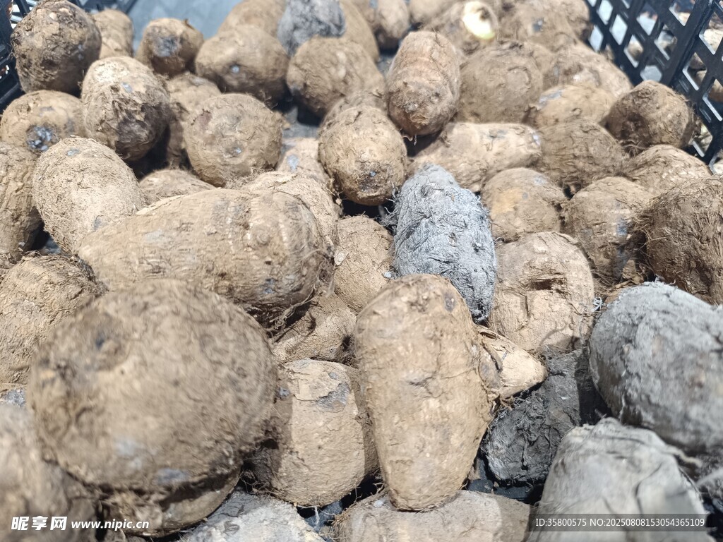 一堆形状各异的芋头