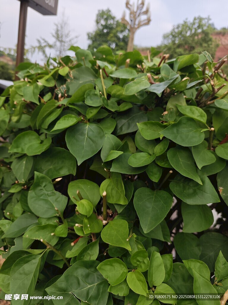 绿叶繁茂的地瓜植株