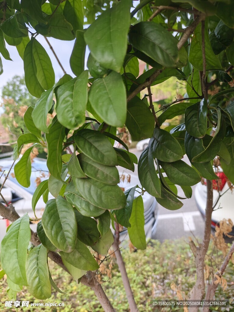 绿叶繁茂的植物特写