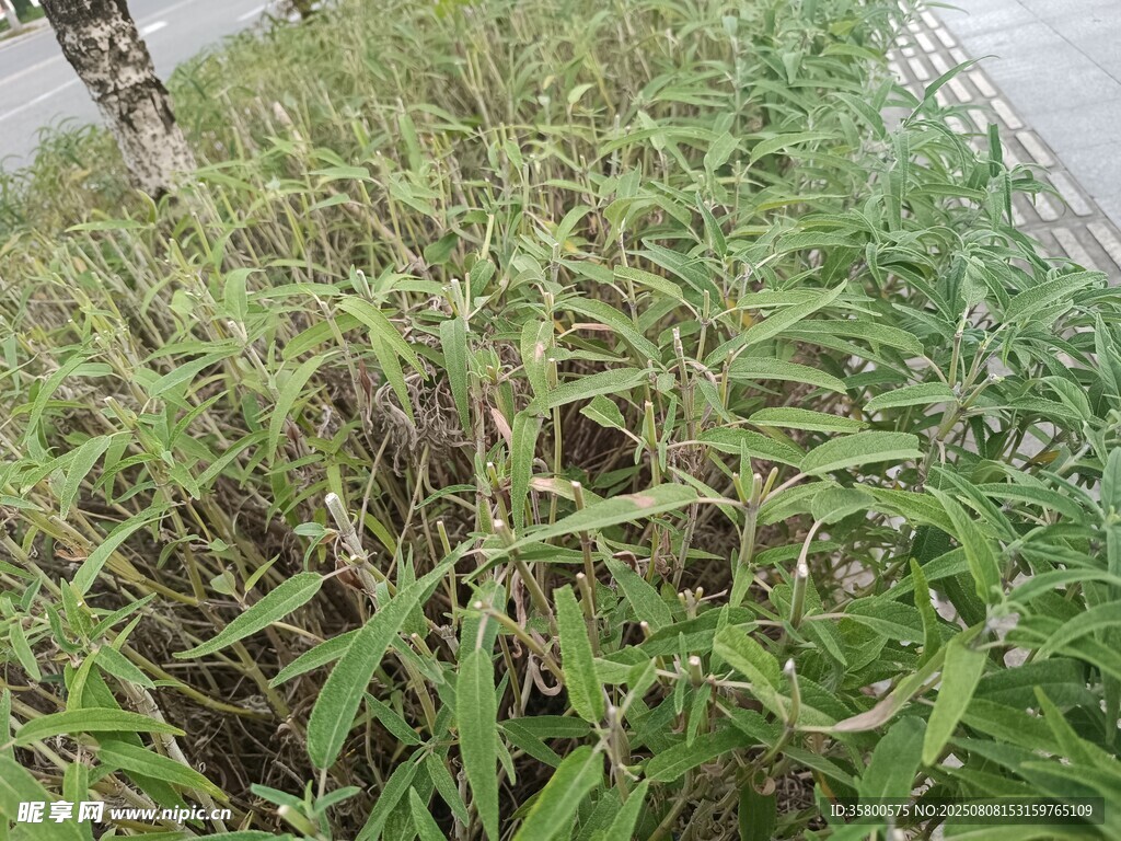茂盛的绿色植物景观
