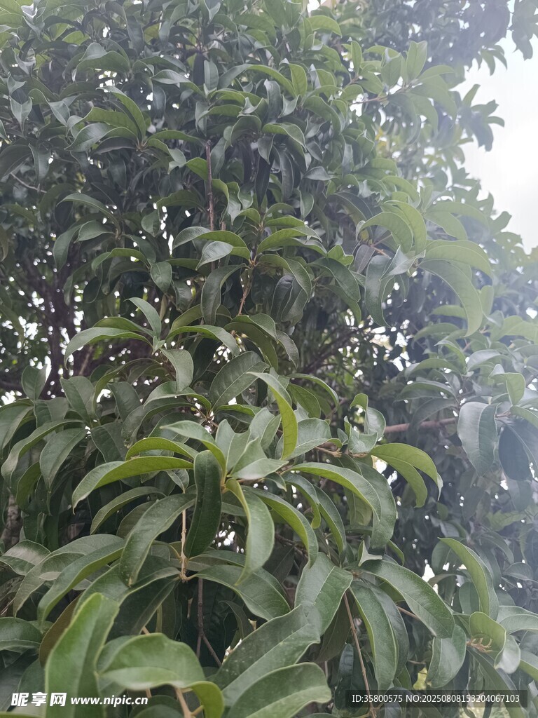 茂盛绿叶植物景观