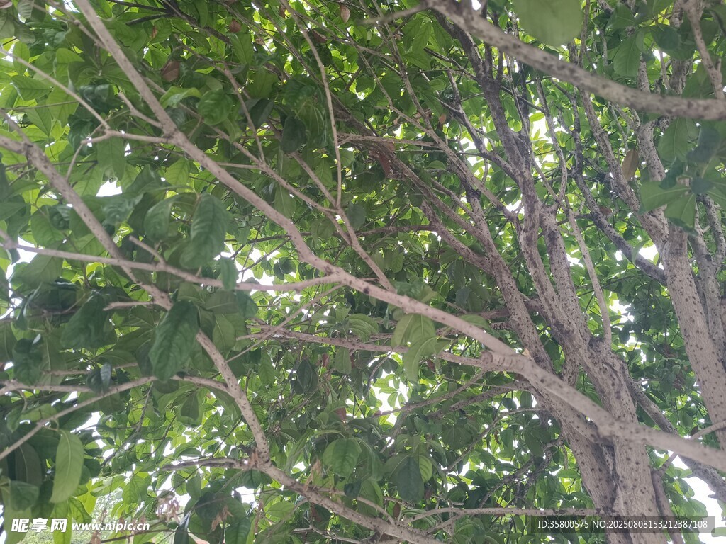繁茂树枝下的绿意景致