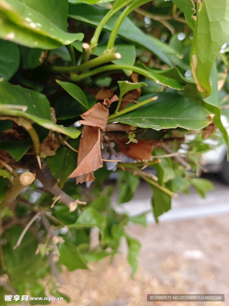 绿叶间的棕色昆虫