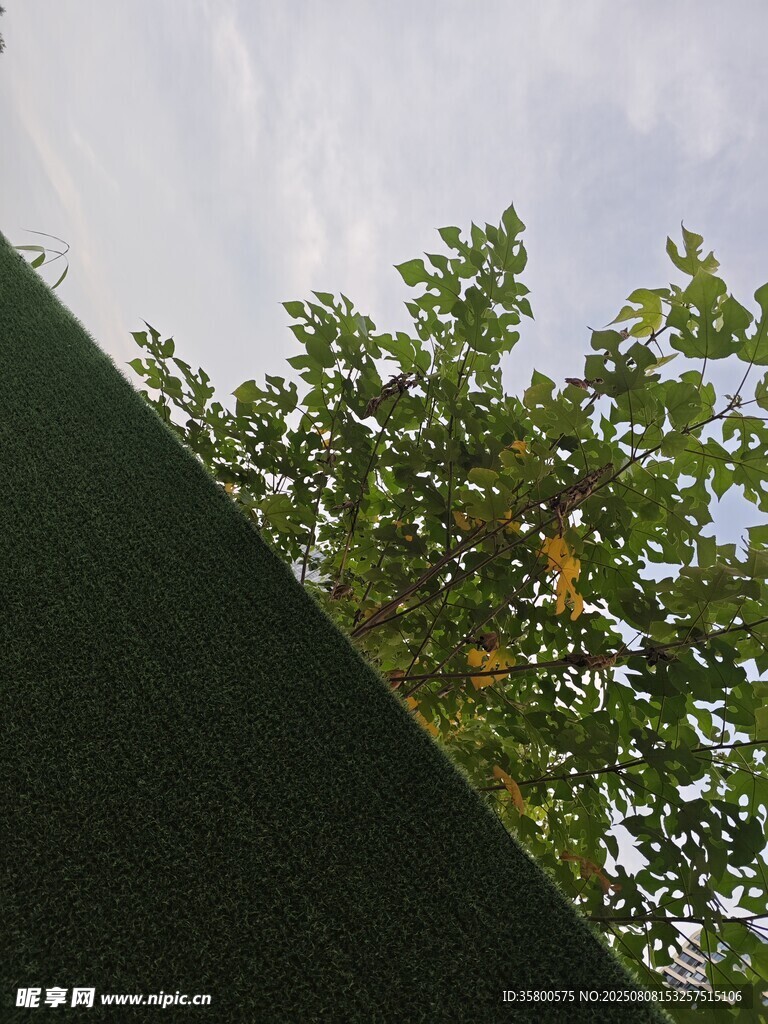 绿叶与天空的清新景致