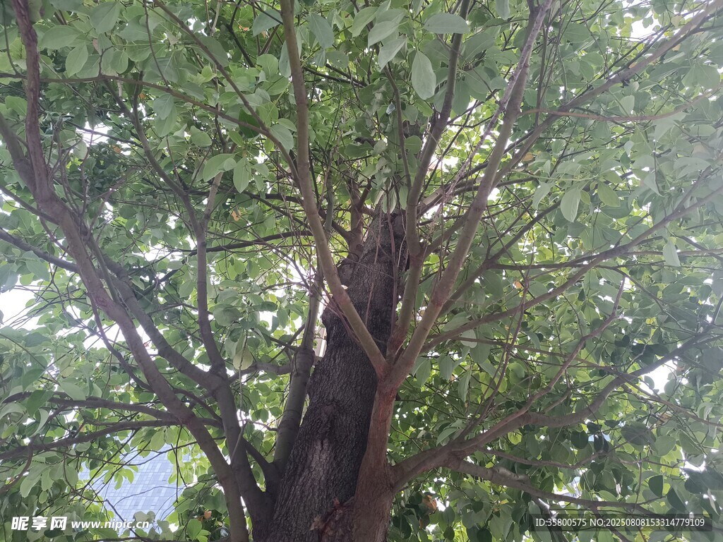 树