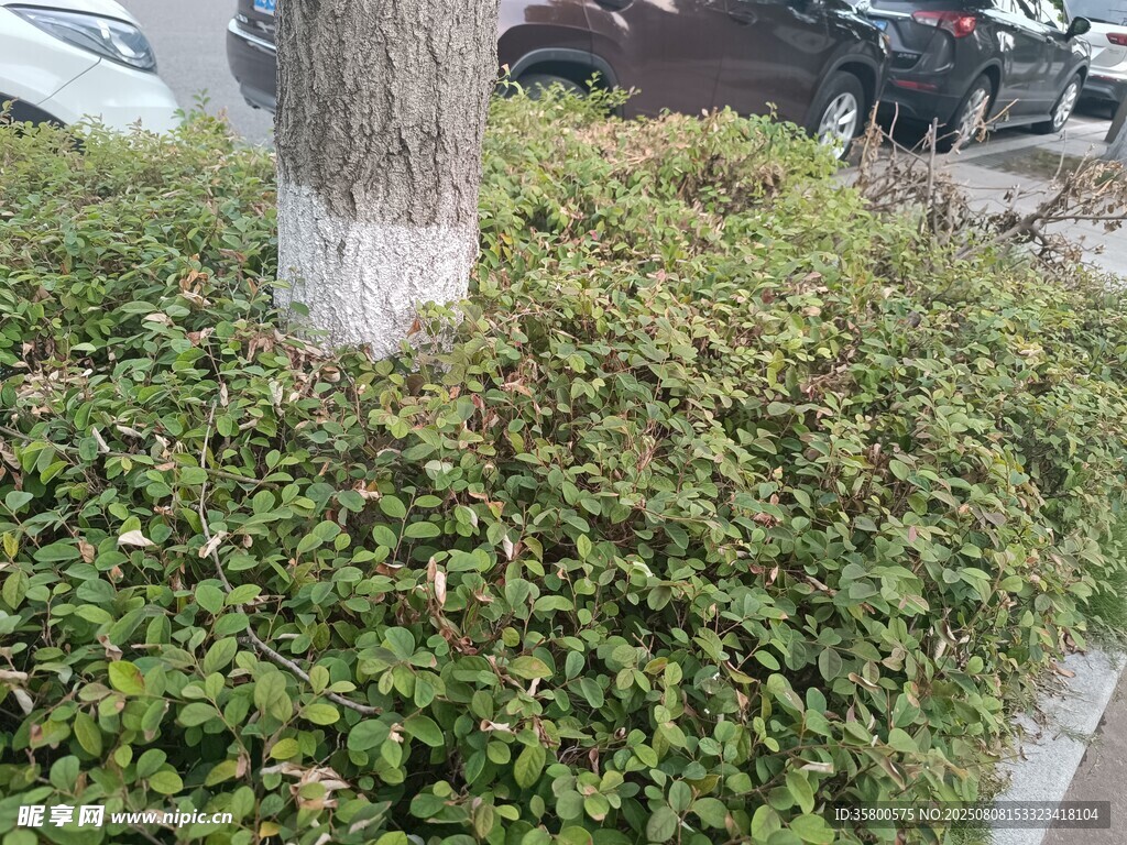树下繁茂绿植景观