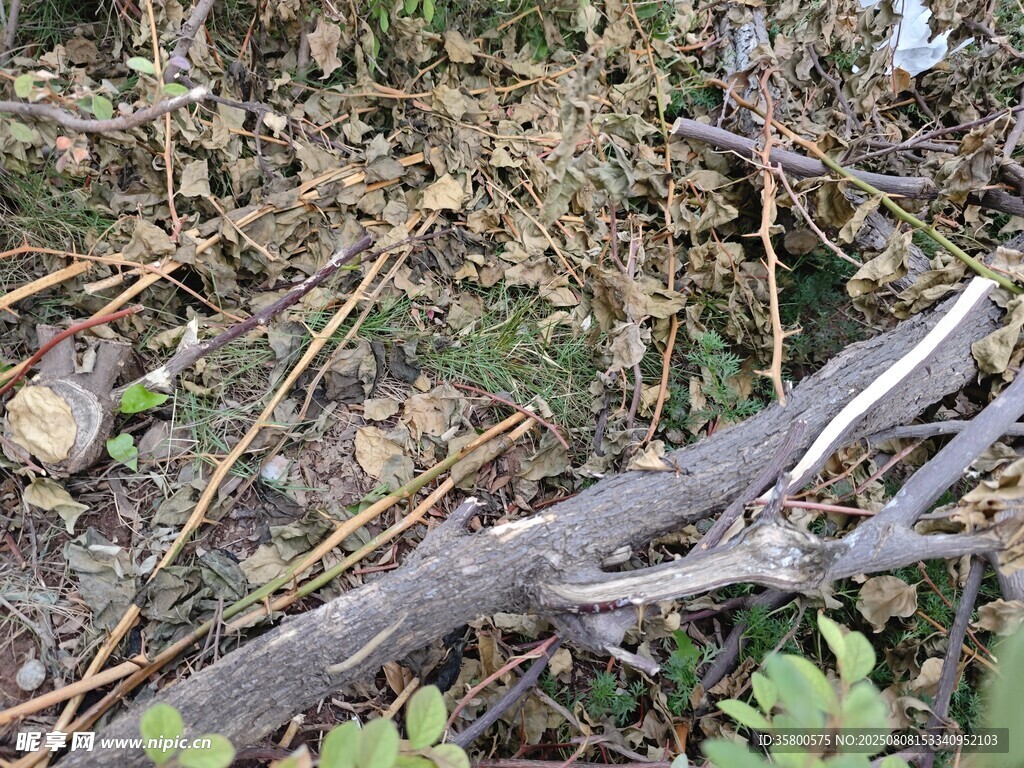 地面枯枝杂草景象