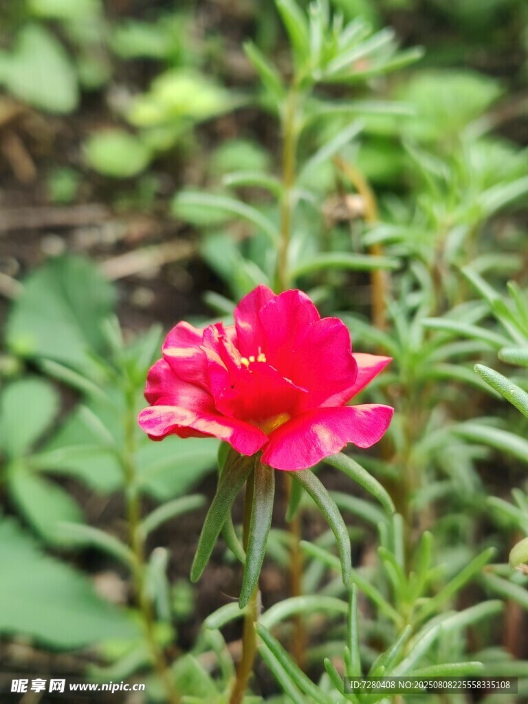 娇艳红花朵绽放绿意间