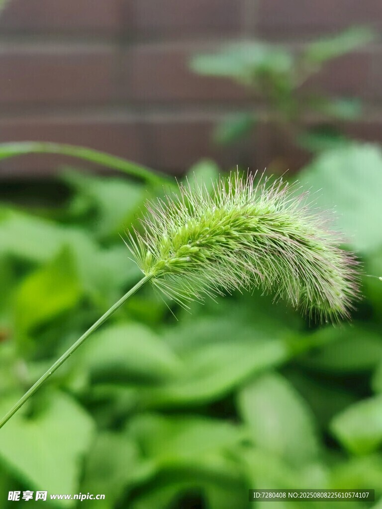 狗尾巴草特写