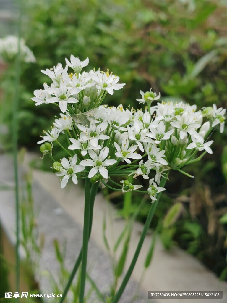 白色小花绽放于绿植间