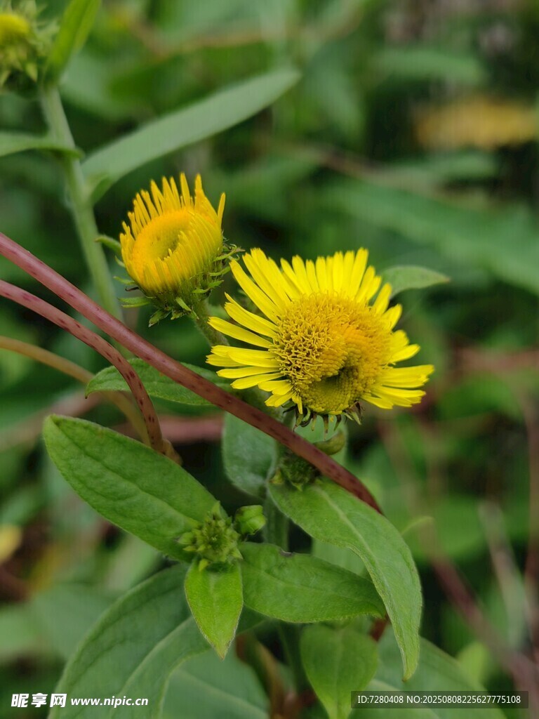 黄色小花绽放绿叶间