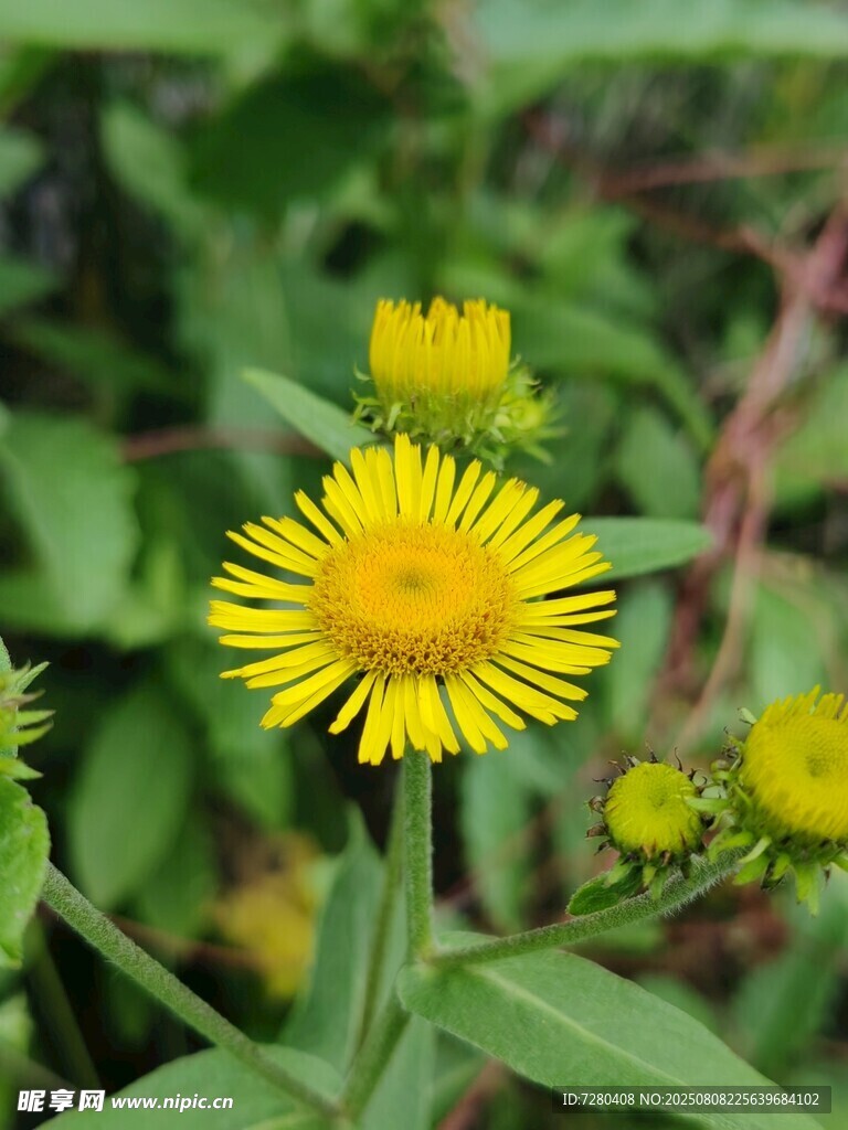 黄色旋覆花绽放