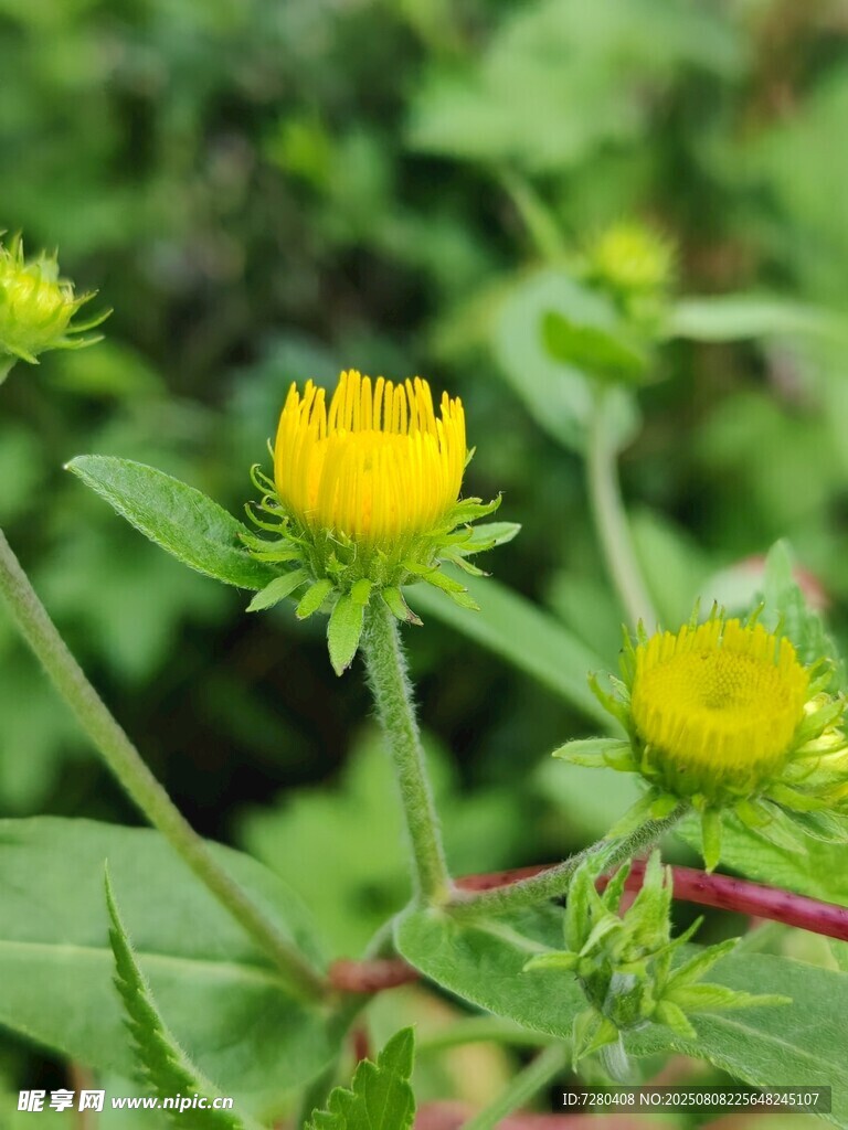 黄色小花绽放绿叶间