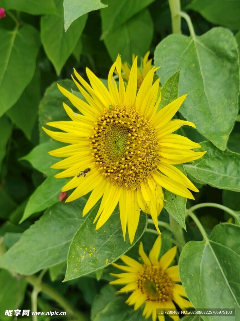 绽放的向日葵
