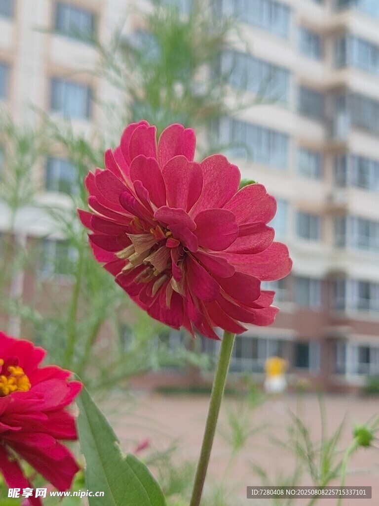 娇艳绽放的红色花朵