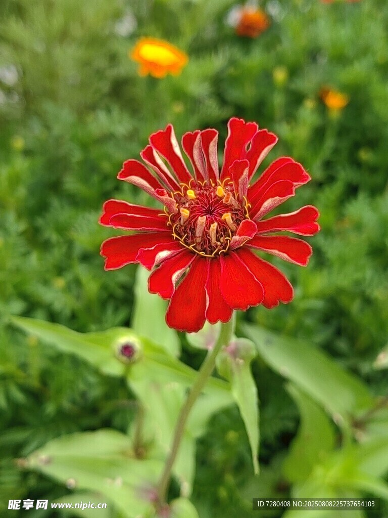 鲜艳红色百日菊绽放