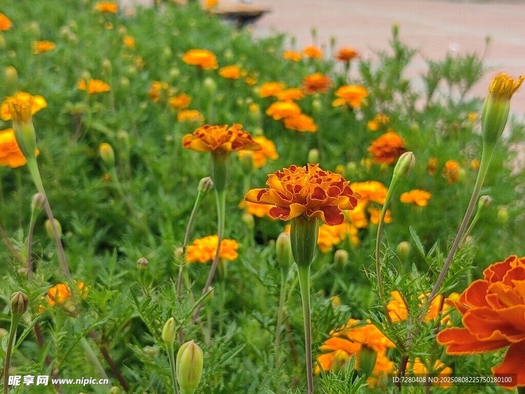 鲜艳万寿菊绽放于绿地