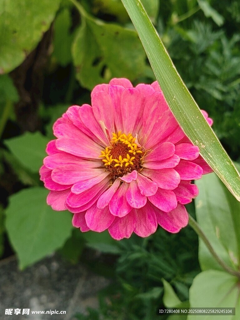 娇艳粉色百日菊