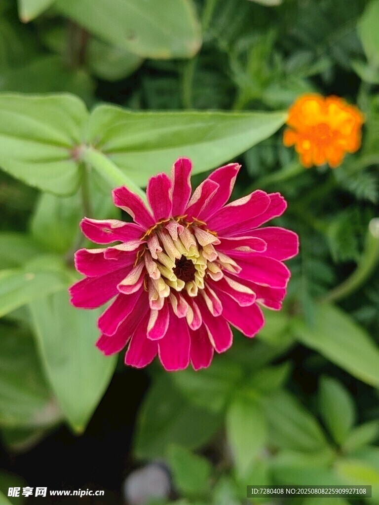 娇艳绽放的红色百日菊