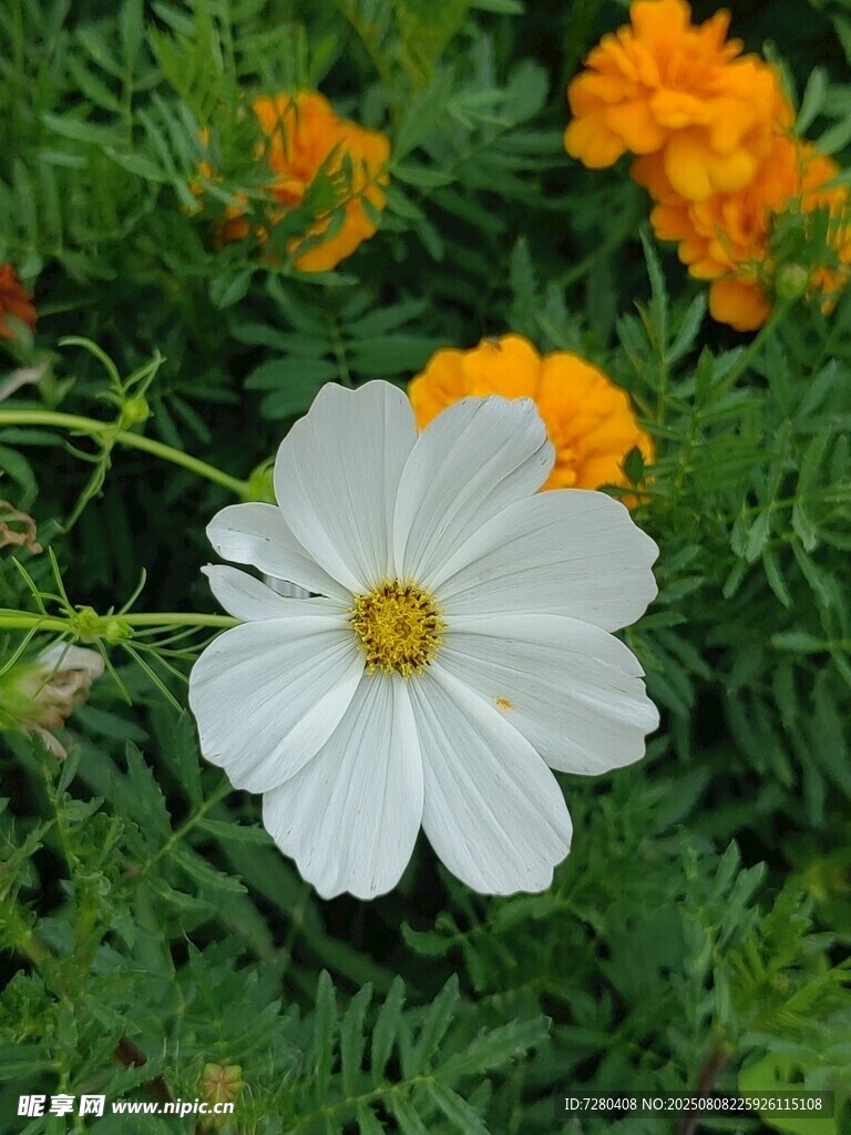 白色波斯菊与橙色小花