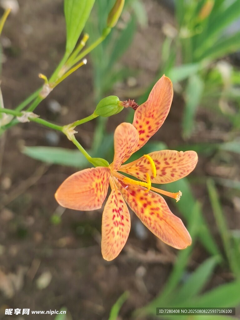橙色射干花特写