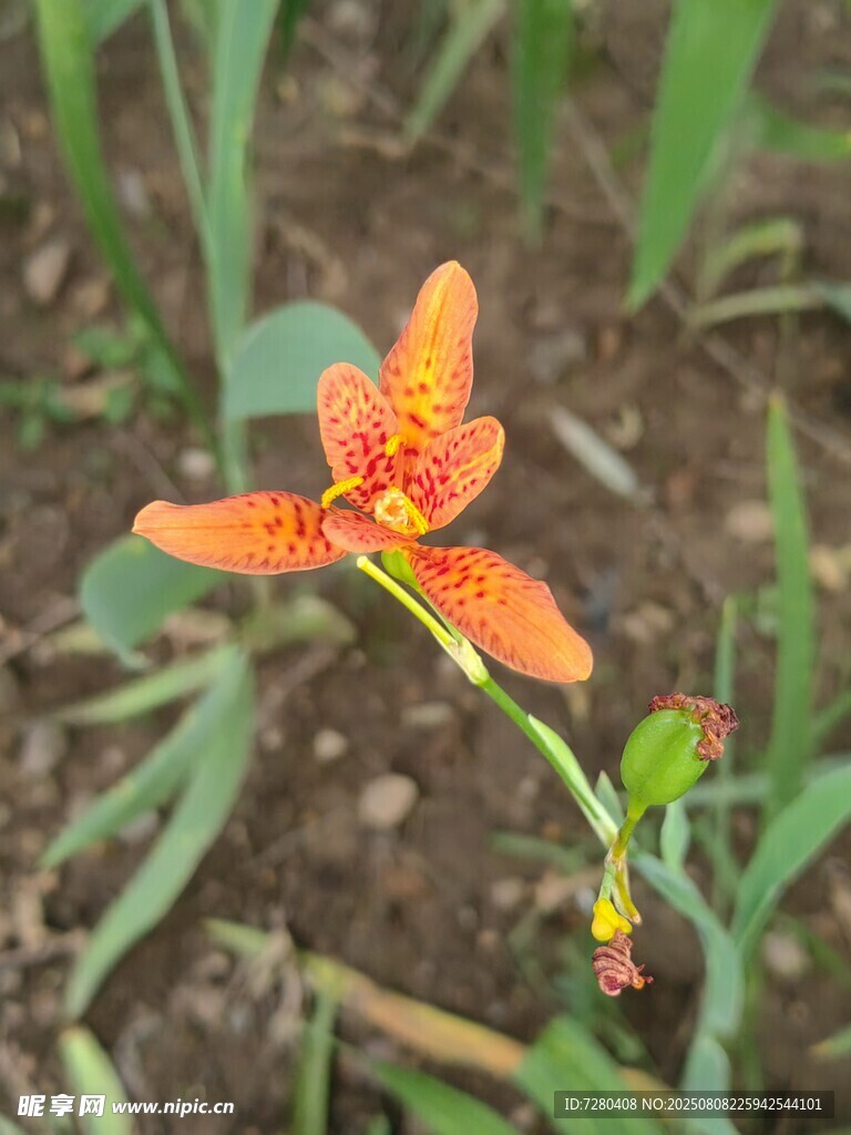 橙色斑点花朵特写