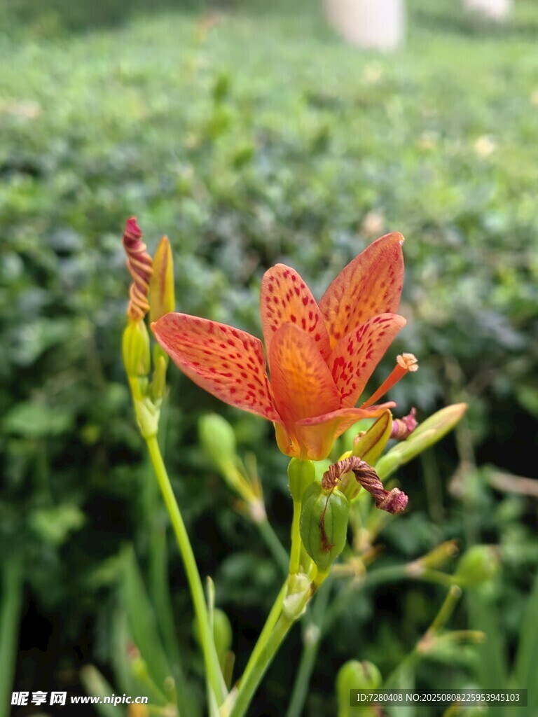 娇艳射干花绽放绿意间