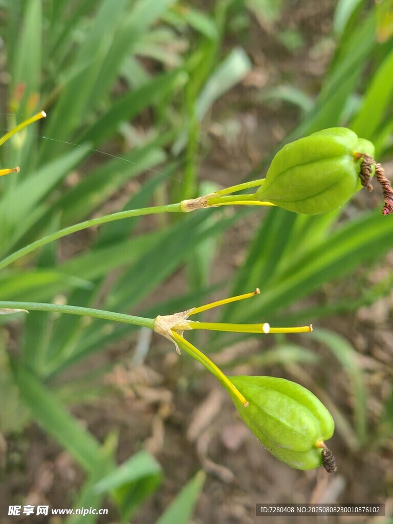 绿色植物上的未成熟果实