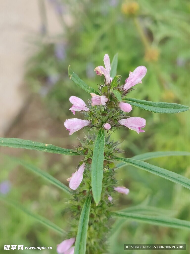 粉色穗状小花绽放