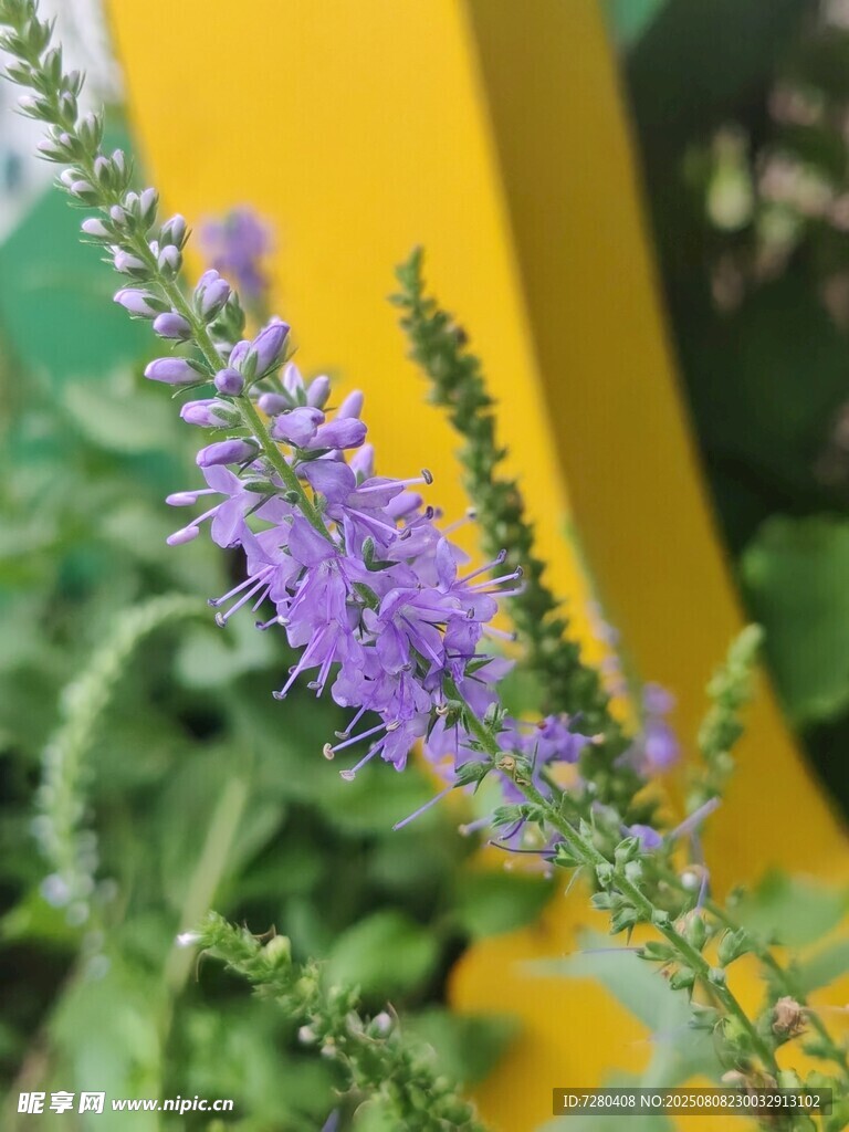 紫色穗状小花特写