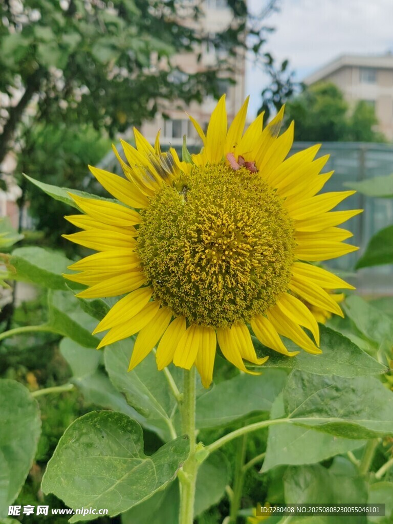 阳光下的灿烂向日葵