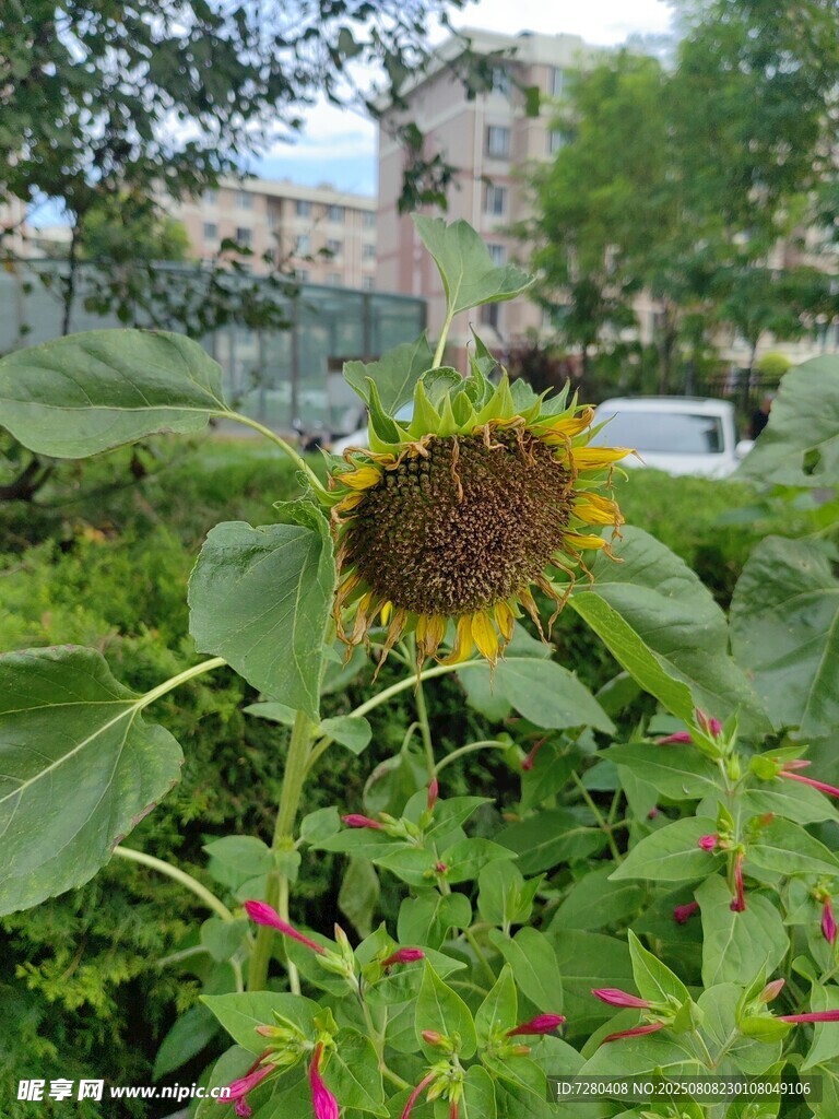 阳光下的灿烂向日葵