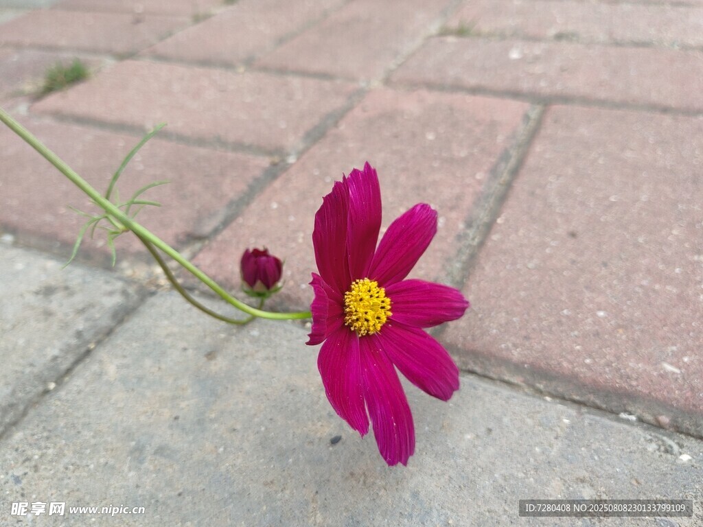 砖缝中绽放的艳丽小花