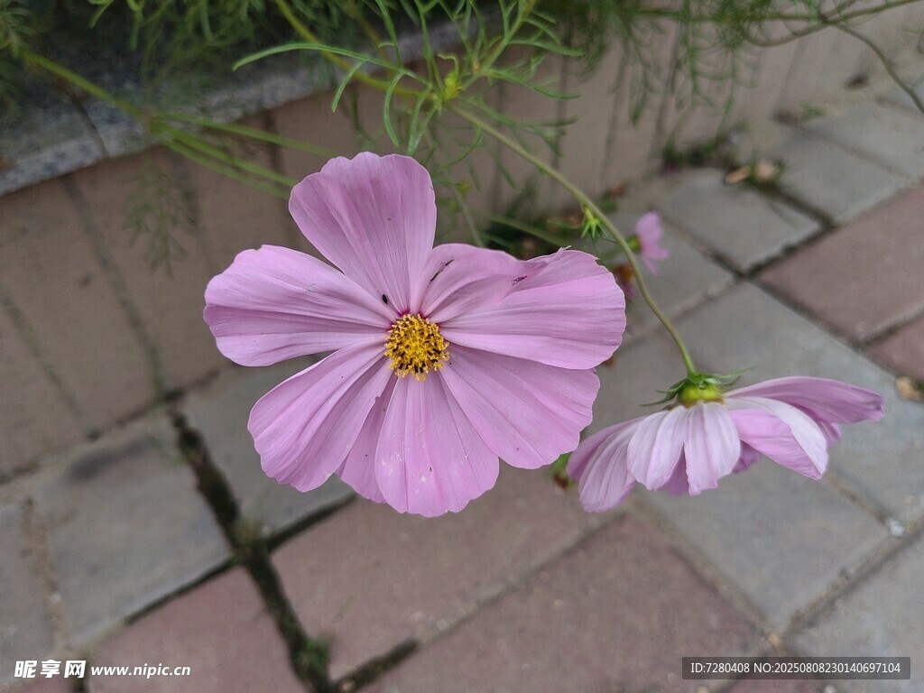 砖缝中的美丽粉色花朵
