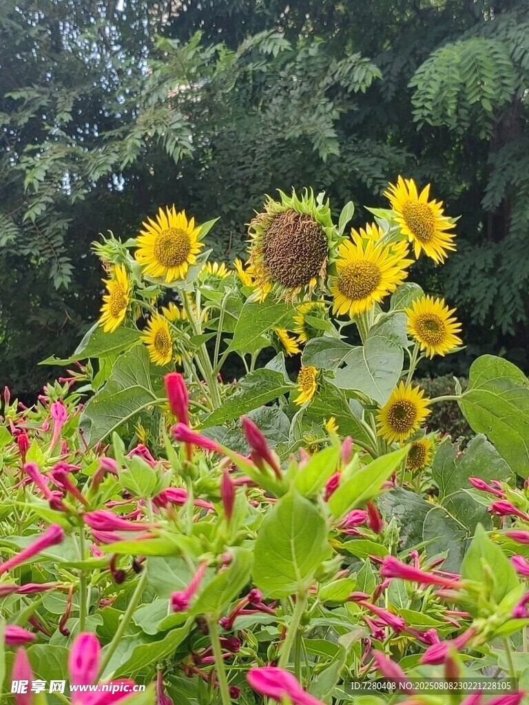 向日葵与多彩花卉的景致