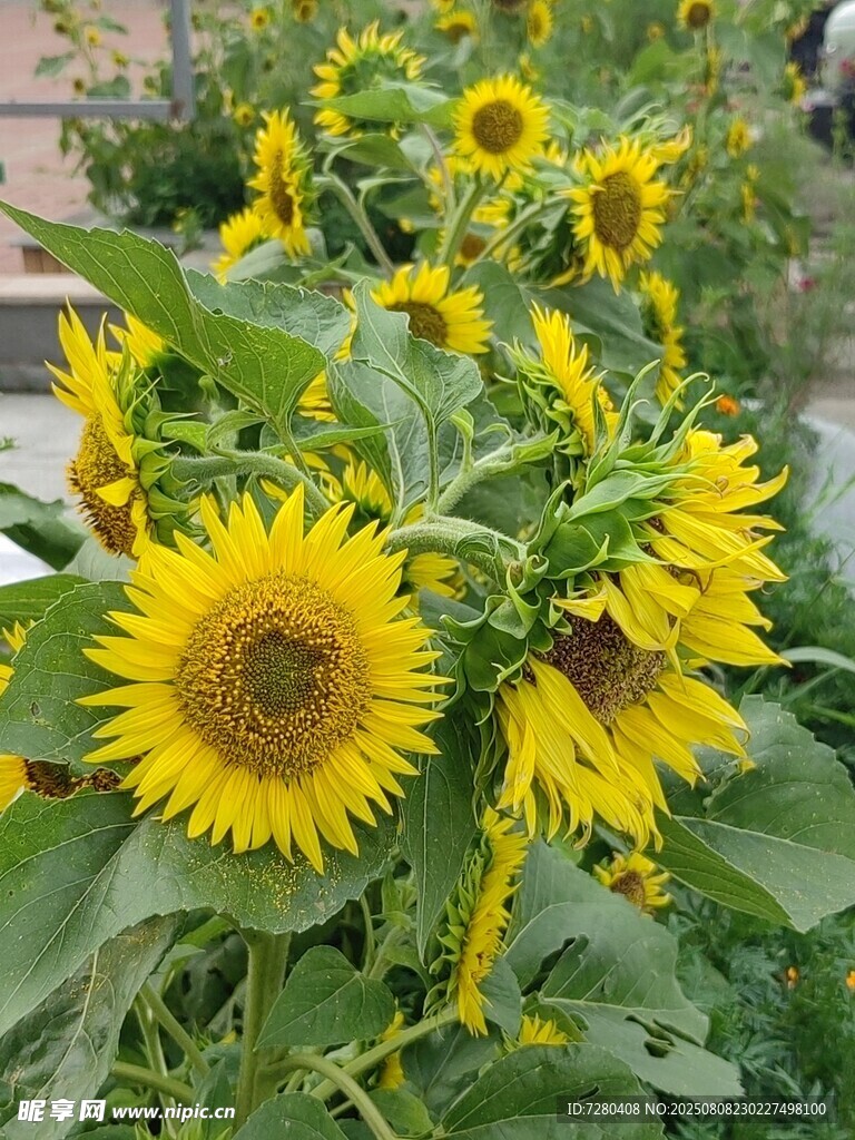 绽放的向日葵花丛