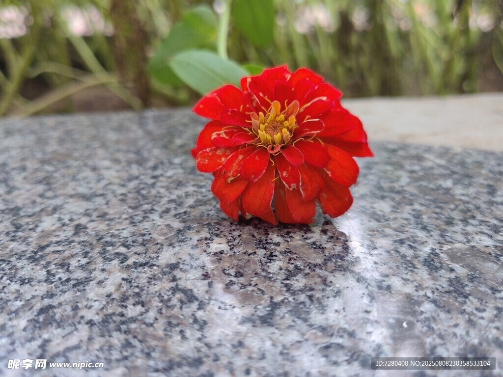 石上绽放的艳丽红花