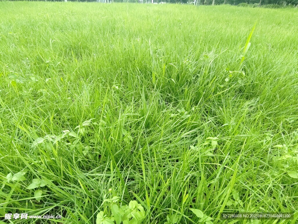 翠绿草地