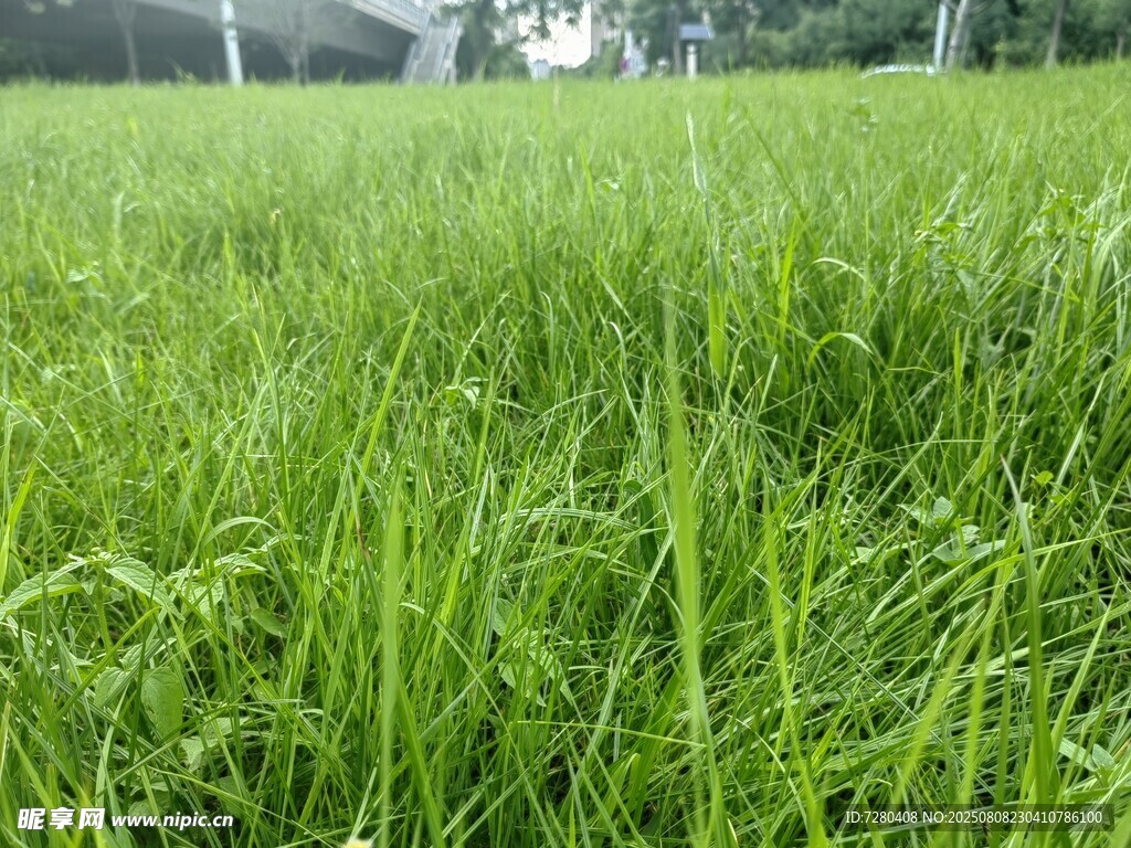 翠绿稻田