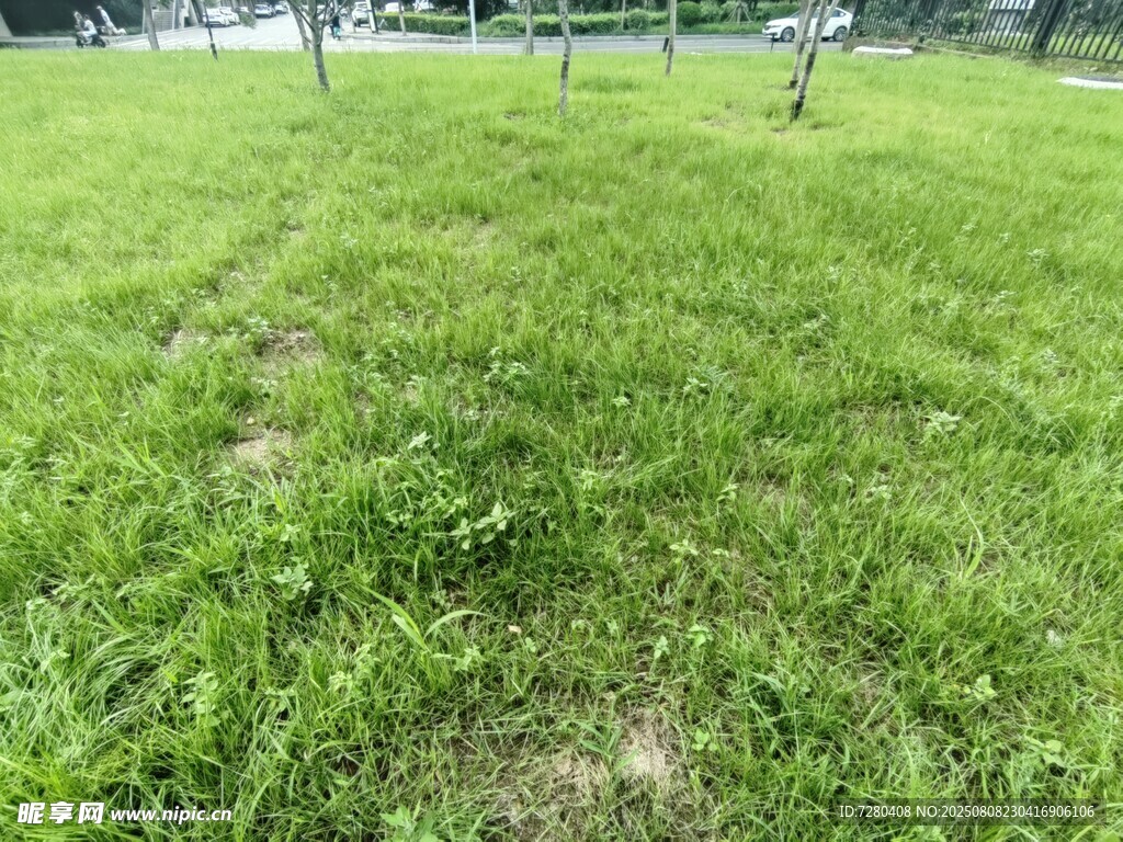 翠绿草地