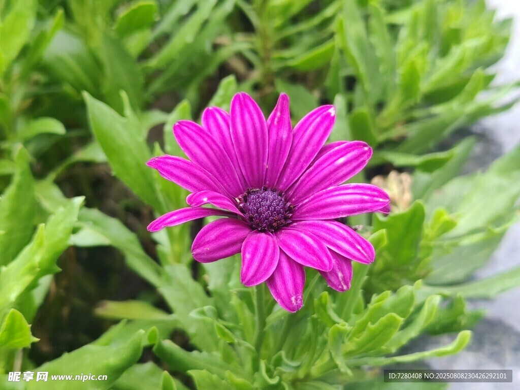 娇艳紫花绽放绿叶间
