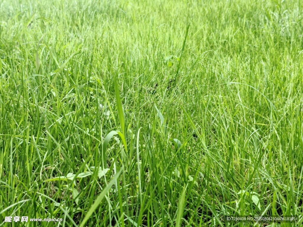 翠绿草地